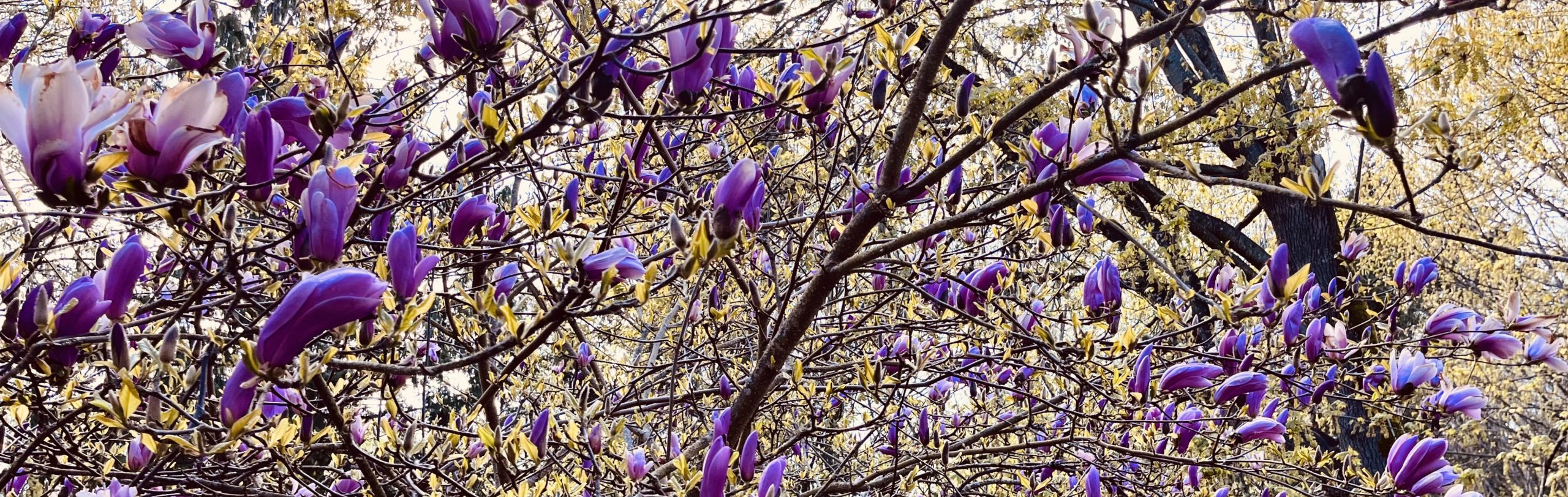 Magnolia Flowers